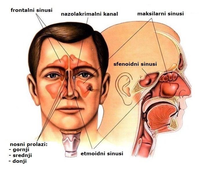 Anatomija nosa
